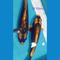Kabuto gold 31 33cm