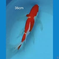 Kumpay kohaku 36cm