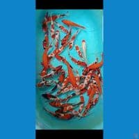 showa 20-25cm