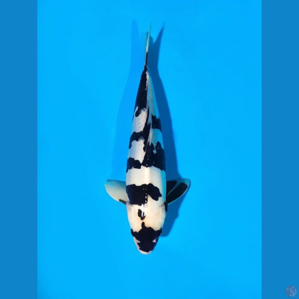 shiro doitshu istimewa male 38cm 