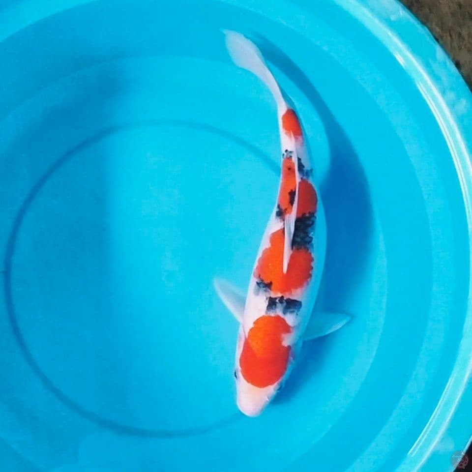 sanke 38cm