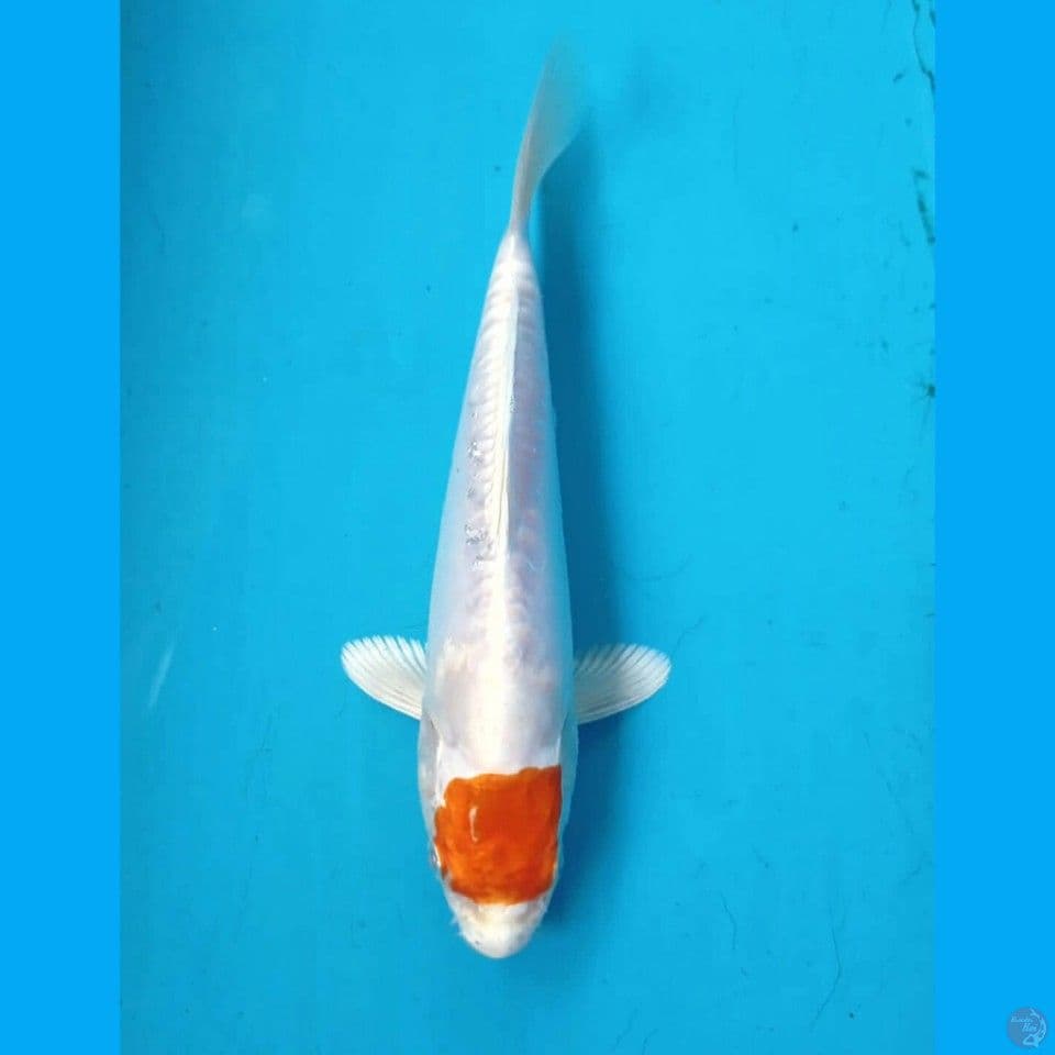 tancho, 18 cm