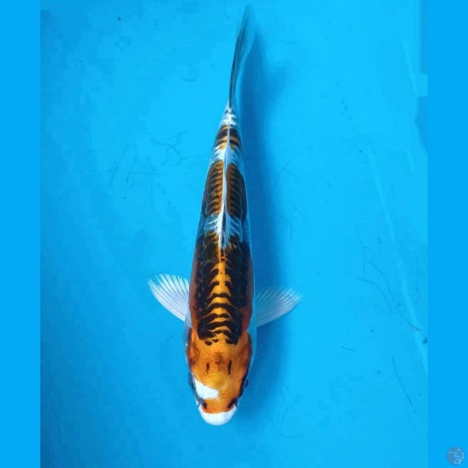 kujaku doit, 17 cm