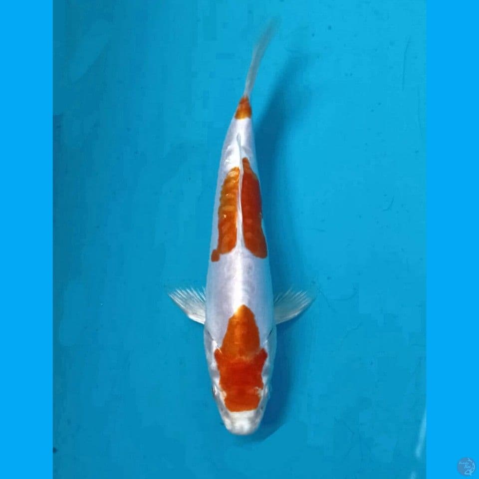 kikushui, 16 cm