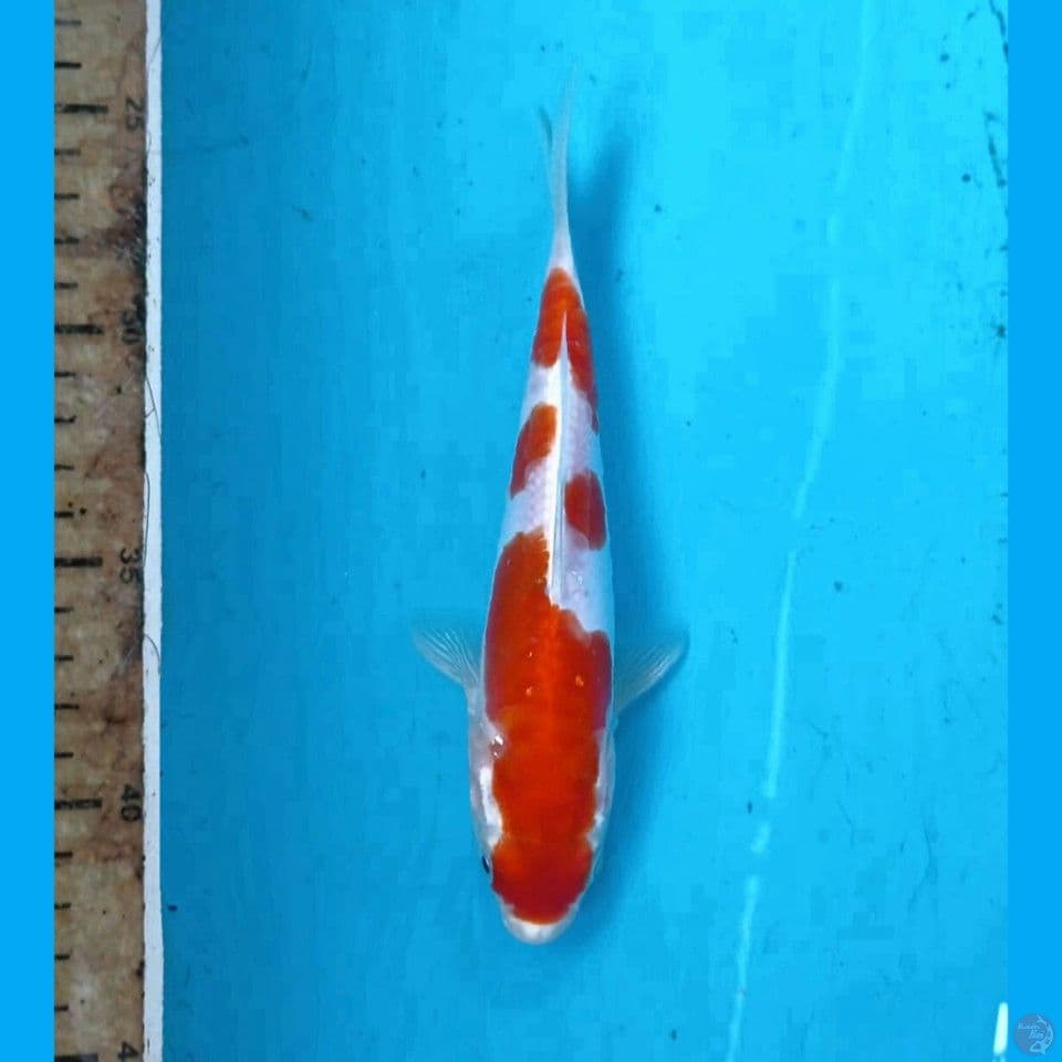 kohaku doit, 18 cm