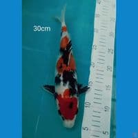 Showa 30cm