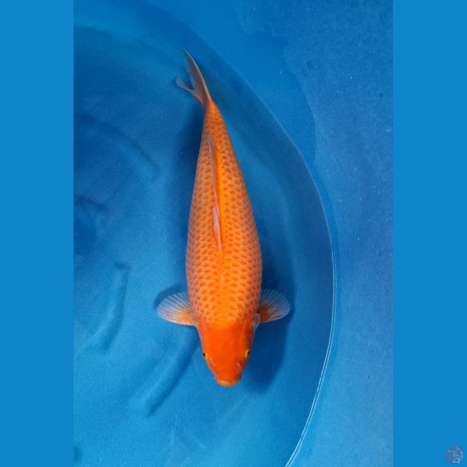 red karashi 55cm