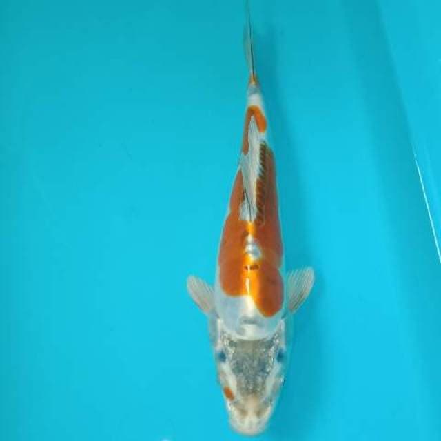 Kikokuryu 25 cm