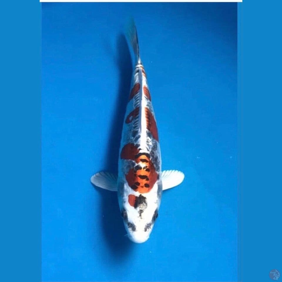 kiko 20cm