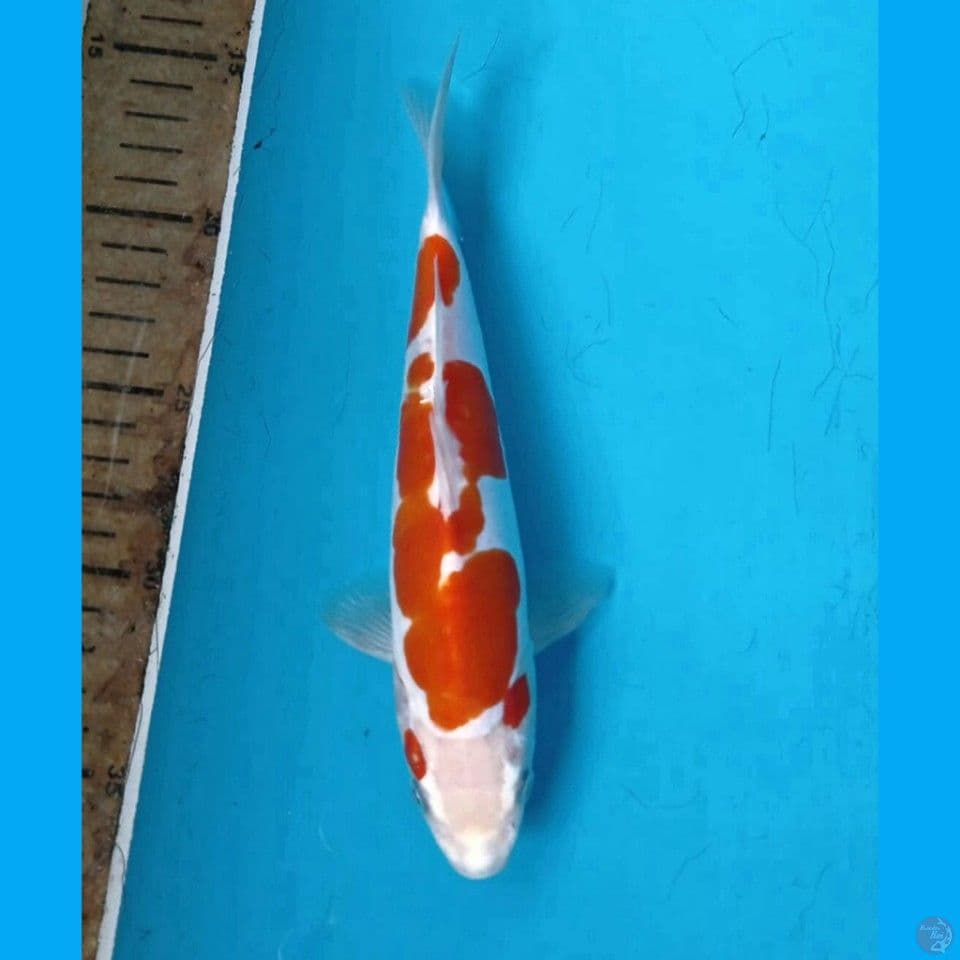 kohaku doitsu, 20 cm