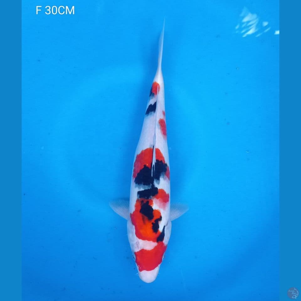 M 30CM SANKE
