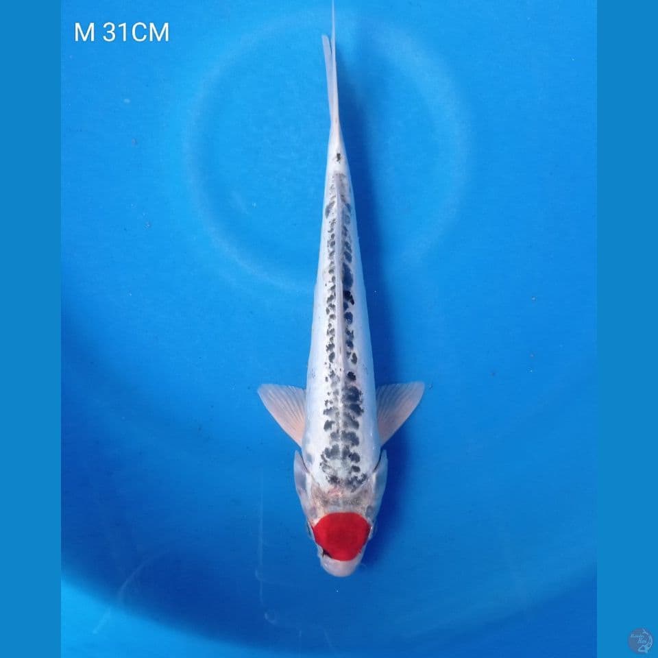 M 34CM TANCO KUJAKU DOITSU