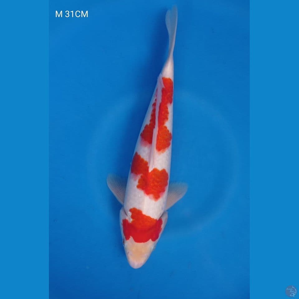 M 32CM KOHAKU