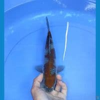 ochiba 27cm/male