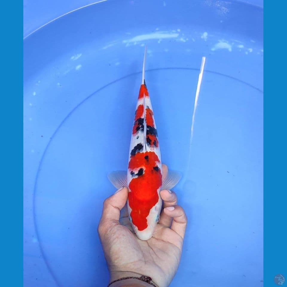 sanke 28cm/male
