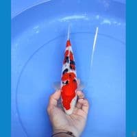 sanke 28cm/male