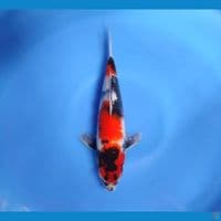 sowa 30cm/male