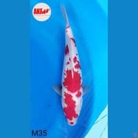 Kohaku AKF 35cm male