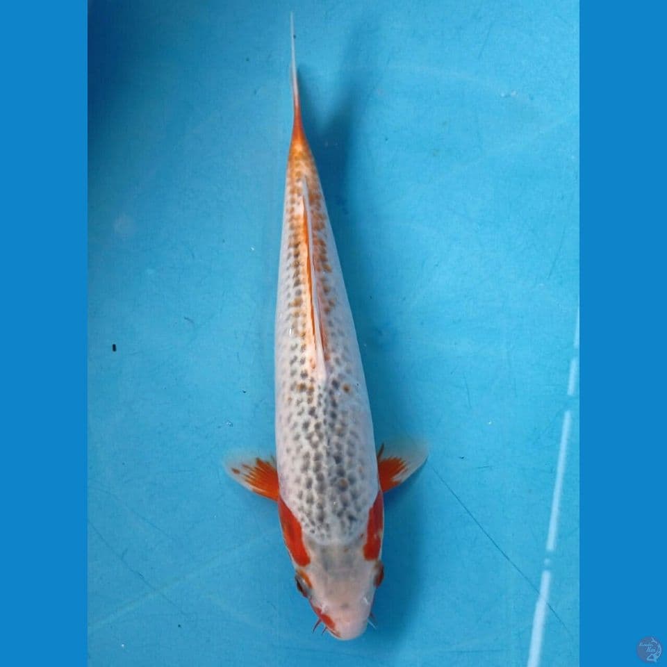 asagi, 26 cm