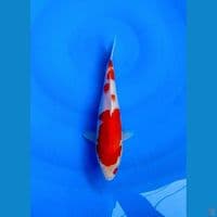 SANKE AGRO KOI 1