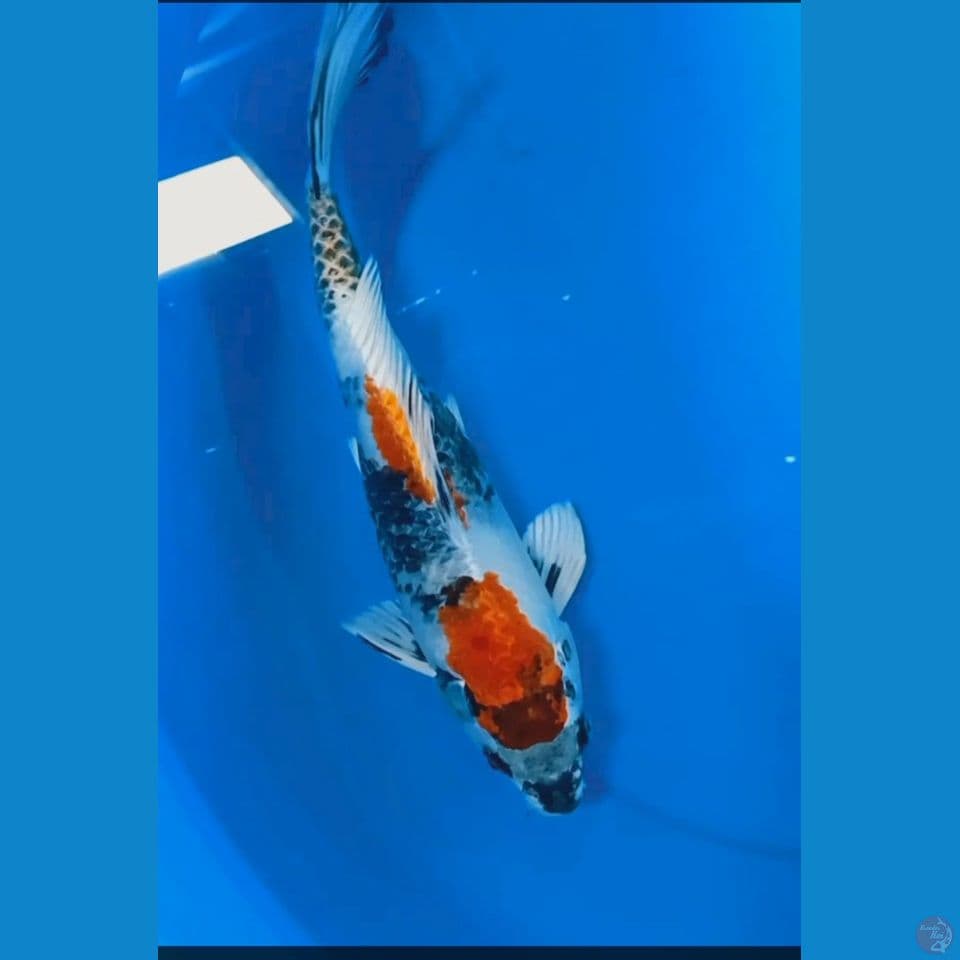 showa hikari 34 cm M