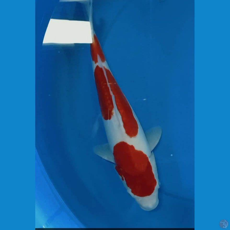 kuhaku doitsu 35 cm F