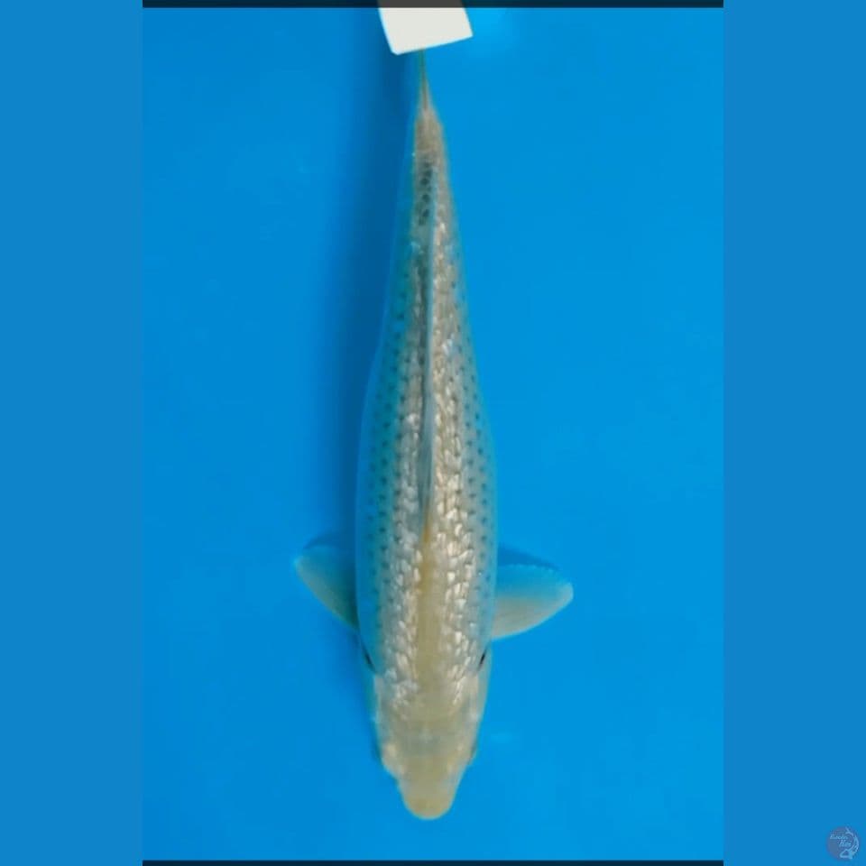 midori gindrin 35 cm F