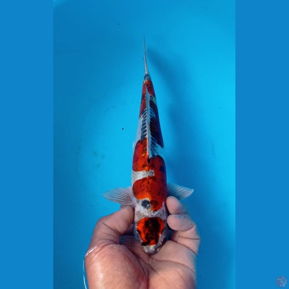 inazuma 29cm