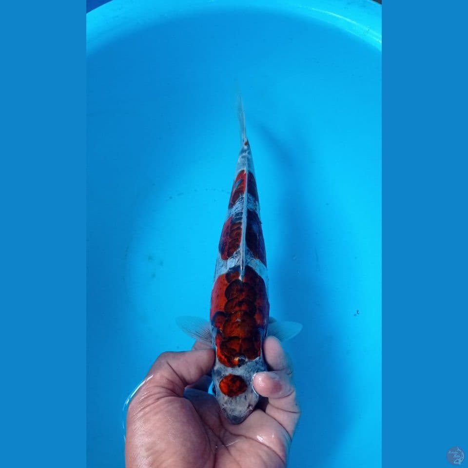GOROMO DOIT 29CM