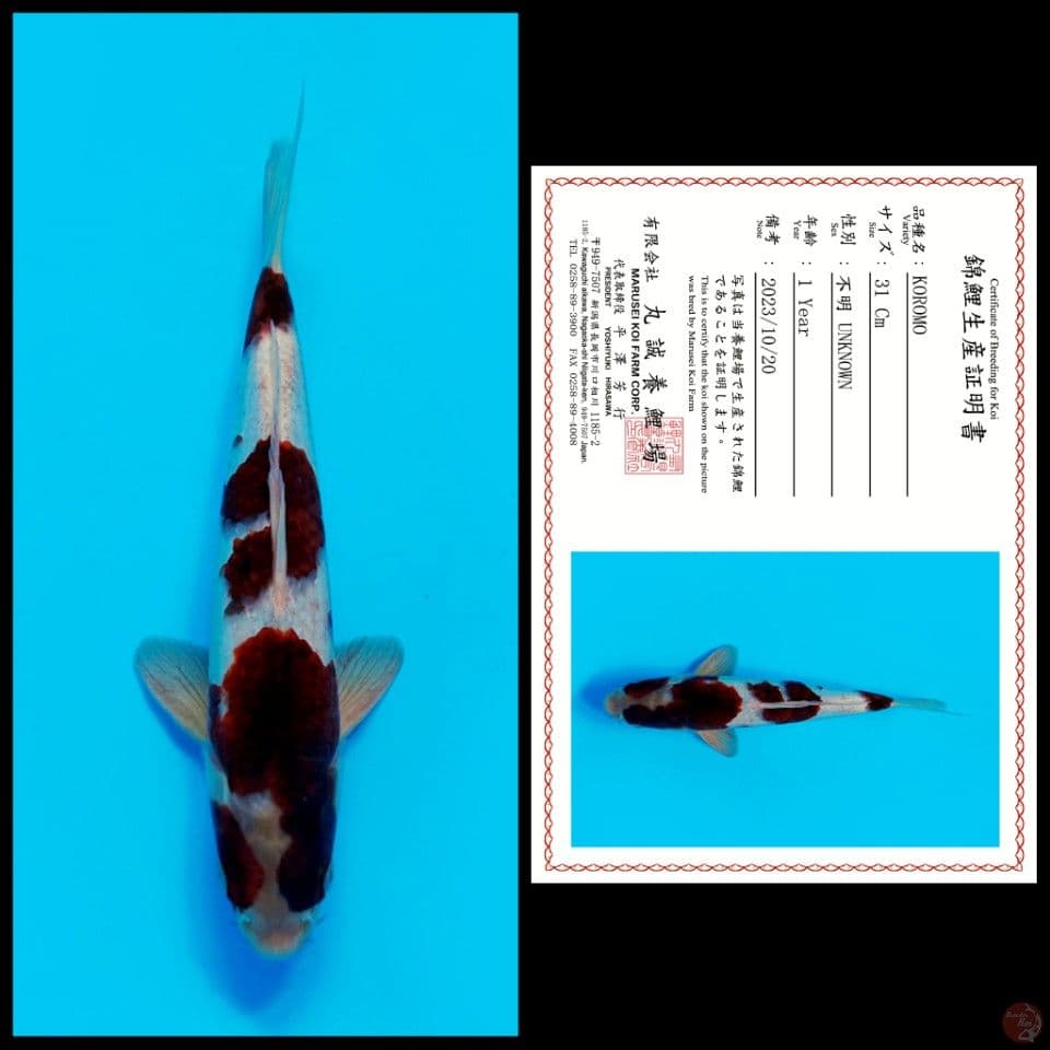 MARUSEI KOROMO 31CM MALE - import