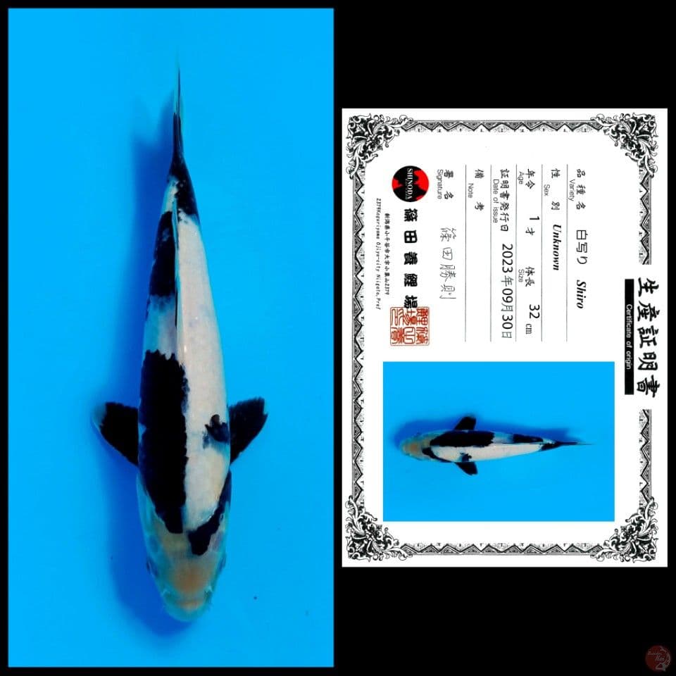 SHINODA SHIRO 32CM -import