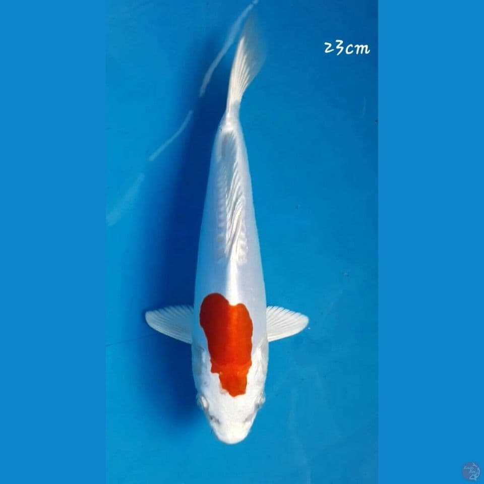 kikushui 23cm