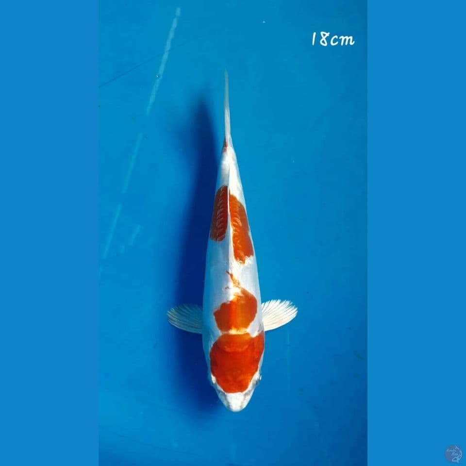 Kikushui18cm