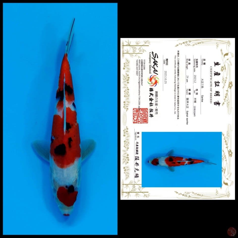 SAKAI SANKE 24cm - import