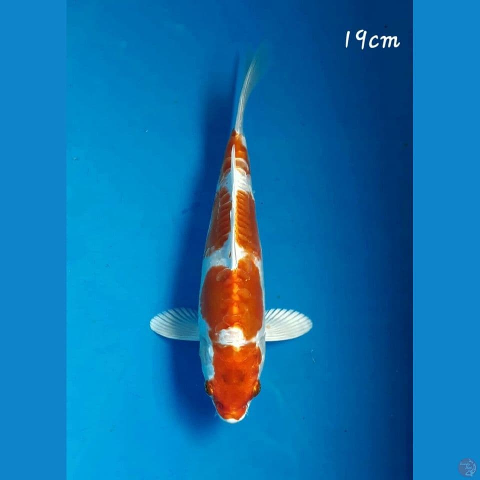 Kikushui 19cm