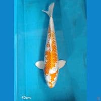 Hariwake 41cm