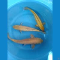 Karasi 31cm-37cm