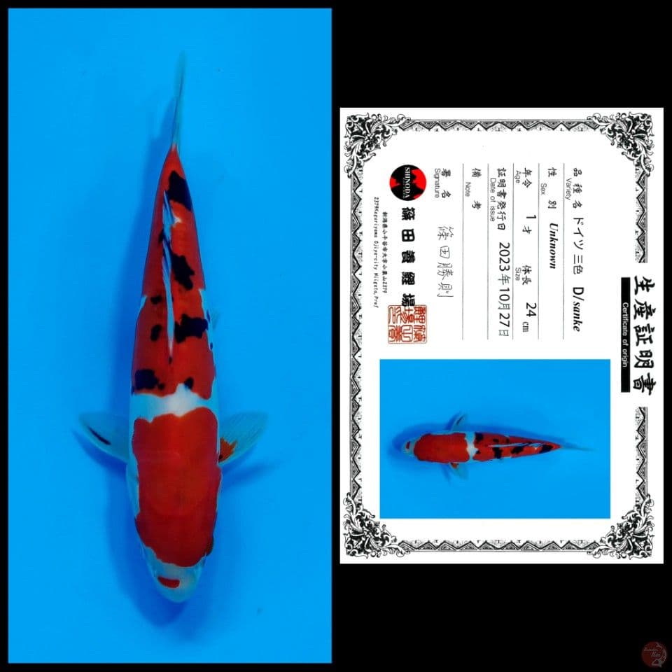 SHINODA DOITSU SANKE 24CM - import