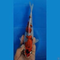GOSHIKI F29CM 
