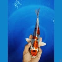 MARUTEN KUJAKU M32CM