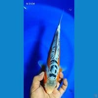 M 31CM HANA SHUSUI