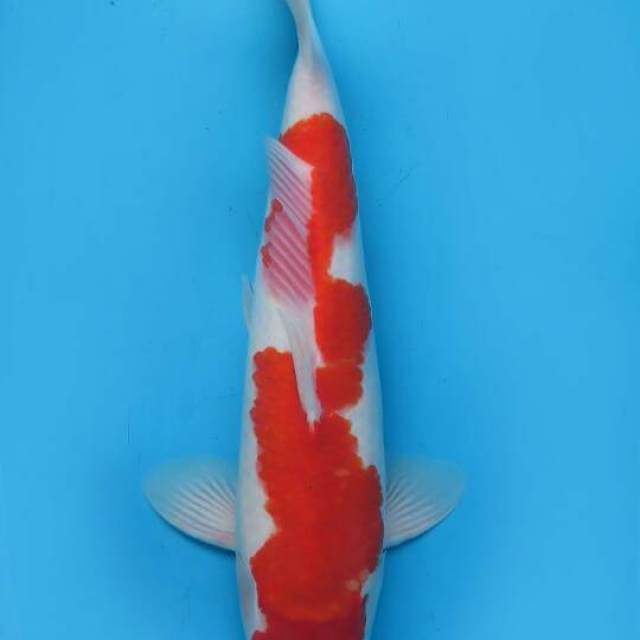Kohaku Inazuma 42 cm