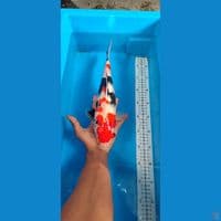 Kindai Showa 35cm 