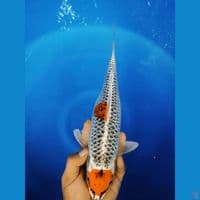 F 35CM MARUTEN KUJAKU