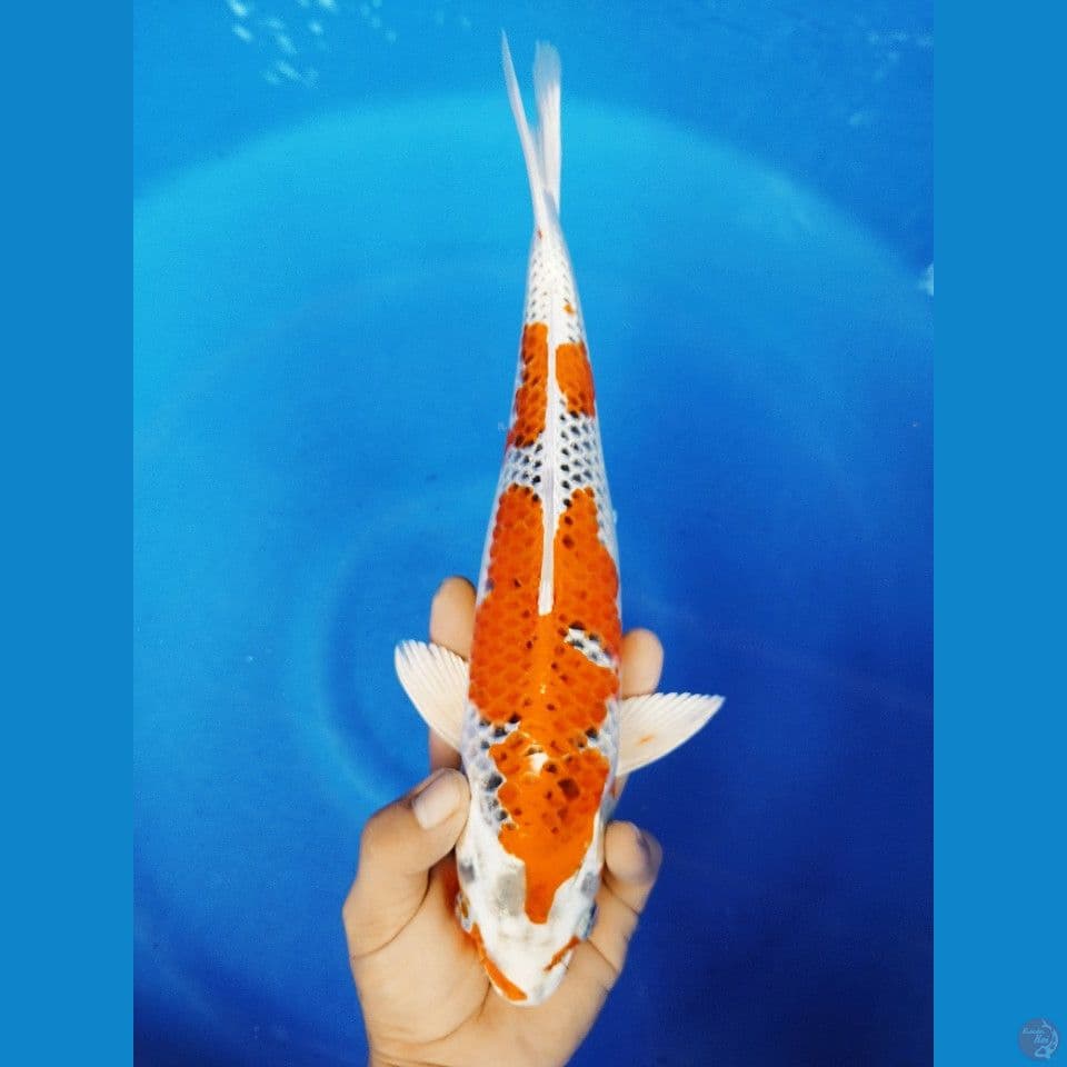 F 35CM KUJAKU