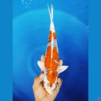 F 35CM KUJAKU