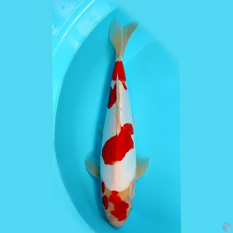 Kohaku doitsu murni 35 cm jantan