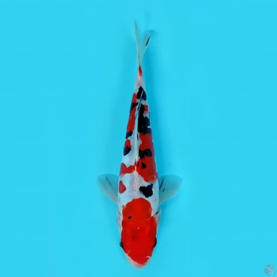 Sanke doitsu -+ 20 cm