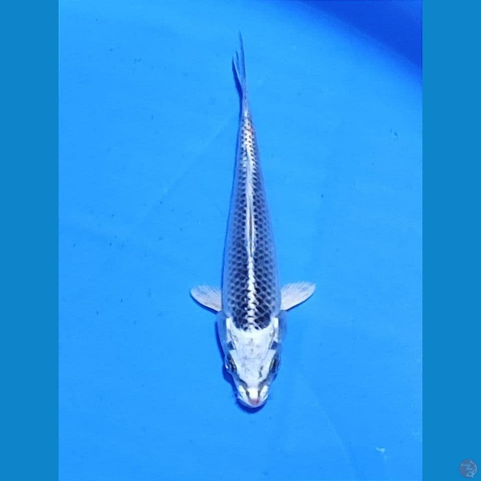 MATSUBA 14CM