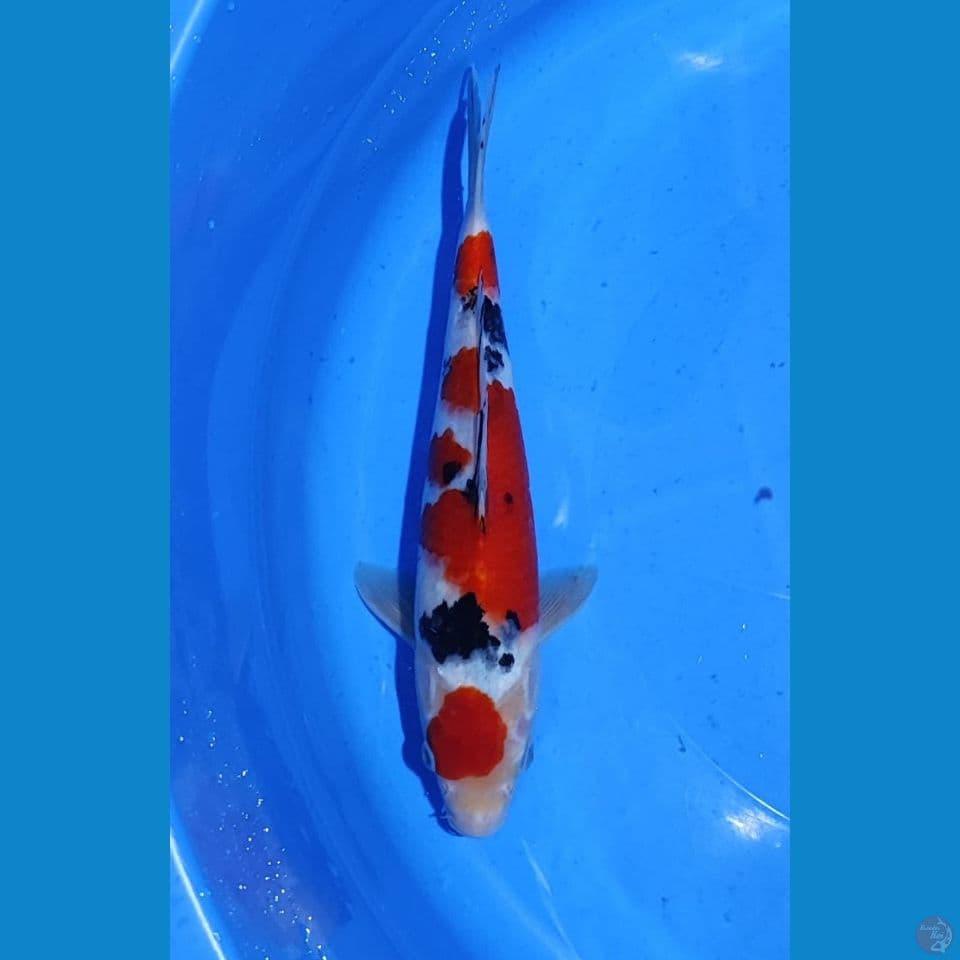 SAMIDI 30CM ~ MALE